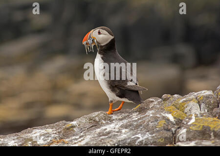 Puffin with sand eels in its beak on the Isle of May, Scotland, during the breeding season Stock Photo