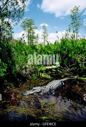 American alligator, Alligator mississippiensis, approaching in black waters of Okefenokee National Wildlife Refuge, Georgia, USA Stock Photo