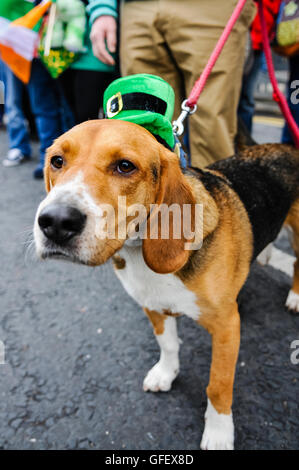 Belfast, Northern Ireland. 16 Mar 2014 - A dog wearing a green Irish hat watches the annual St. Patrick's Day parade Stock Photo