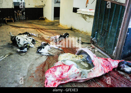 Comber, Northern Ireland, 25/10/2014 - Dead cows and calves lie on the ground inside a shed/barn, as they are butchered to feed to hunting dogs at a hunt kennel Stock Photo