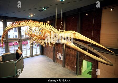 Skeleton of adolescent blue whale 66 ft long in the New Bedford Whaling Museum, Massachusetts, New England, USA. Largest mammal Stock Photo