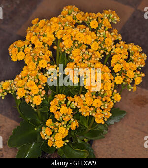 Cluster of vivid double golden yellow flowers and dark green leaves of succulent plant Kalanchoe blossfeldiana hybrid Stock Photo