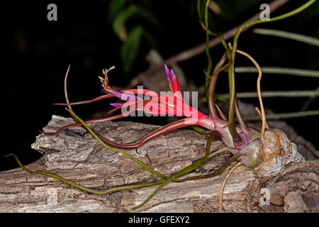 Bromeliad / air plant Tillandsia bulbosa with vivid red stems, green leaves and bright mauve flowers growing on a wooden stump Stock Photo