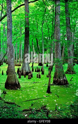 Water Tupelo trees and Bald Cypress trees in swamp habitat on the Natchez Trace Parkway. N.E. of Jackson, Mississippi, USA Stock Photo