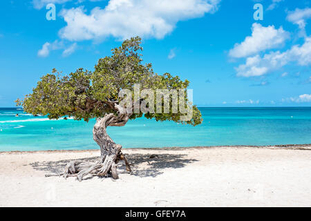 Divi divi tree on Aruba island in the Caribbean Sea Stock Photo