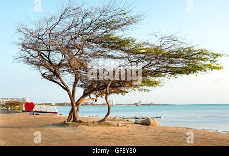 Divi divi tree on Aruba island in the Caribbean Sea Stock Photo