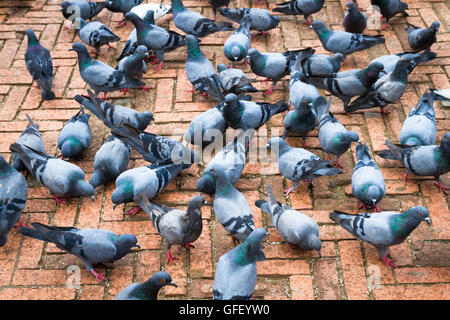 Himalayan Pigeons in the temple of Kathmandu,Nepal. Stock Photo