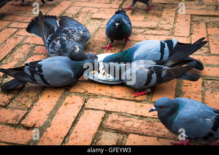 Himalayan Pigeons in the temple of Kathmandu,Nepal. Stock Photo