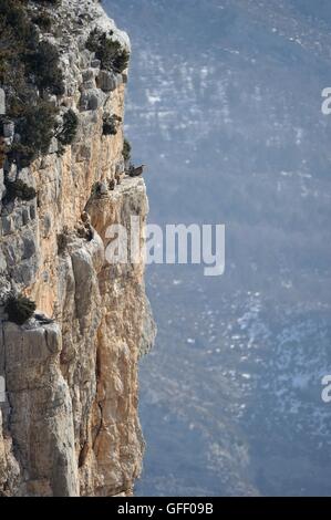 Eurasian Griffon Vulture (Gyps fulvus) flock resting on the cliffs in winter Drome - France Stock Photo