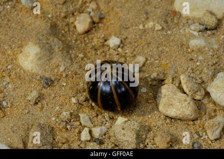 Pill Millipede - Pillbug (Glomeris marginata) rolled up into a ball Provence - France Stock Photo
