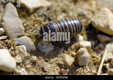 Pill Millipede - Pillbug (Glomeris marginata) walking Provence - France Stock Photo