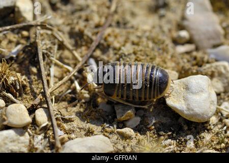 Pill Millipede - Pillbug (Glomeris marginata) walking Provence - France Stock Photo