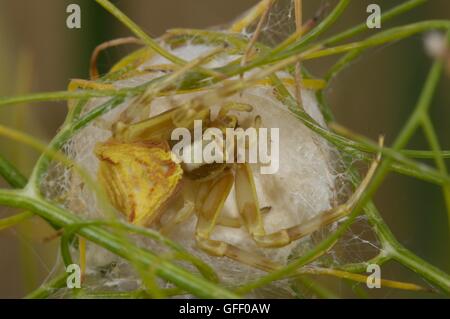 Flower crab spider (Thomisus onustus) female looking after her nest (cocoon) in summer Vaucluse - Provence - France Stock Photo