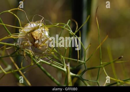 Flower crab spider (Thomisus onustus) female looking after her nest (cocoon) in summer Vaucluse - Provence - France Stock Photo