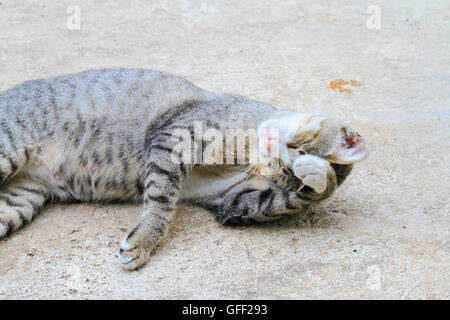 cats upset Stock Photo
