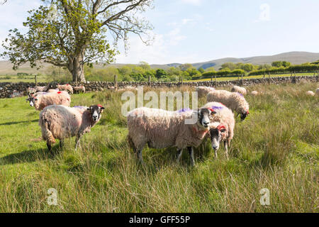 North Lakes sheep marking with brightly coloured paint, Cumbria, England, UK Stock Photo