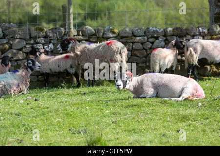 North Lakes sheep marking with brightly coloured paint, Cumbria, England, UK Stock Photo