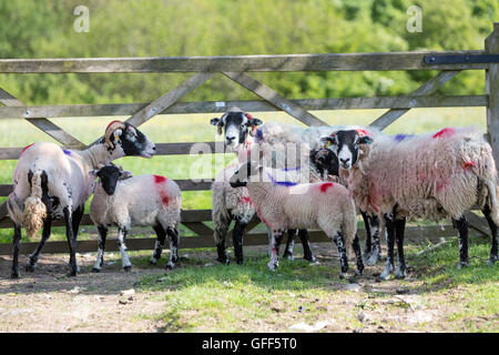 North Lakes sheep marking with brightly coloured paint, Cumbria, England, UK Stock Photo