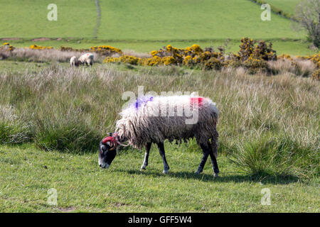 North Lakes sheep marking with brightly coloured paint, Cumbria, England, UK Stock Photo