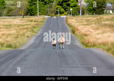 North Lakes sheep marking with brightly coloured paint in the middle of the road, Cumbria, England, UK Stock Photo