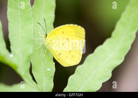 Yellow butterfly called Eurema hecabe on grass Stock Photo