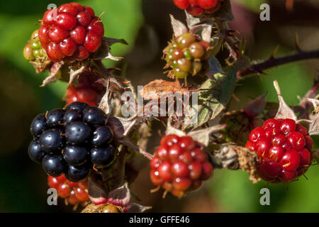 Ripe, ripening, and unripe  wild blackberries Stock Photo