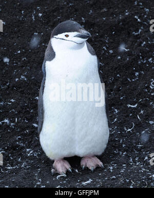 A Chinstrap Penguins (Pygoscelis antarctica) stands on black volcanic sand amid moulted feathers and snow flakes. Stock Photo