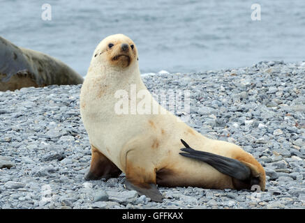 A young leucistic (lacking pigementation) male Antarctic Fur Seal (Arctocephalus gazella) on the beach of Shingle Cove. Coronation Island, South Orkne