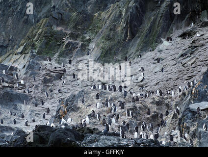 Chinstrap Penguins (Pygoscelis antarctica) on the cliffs at Cape Lookout, Elephant Island, South Shetland Islands Stock Photo