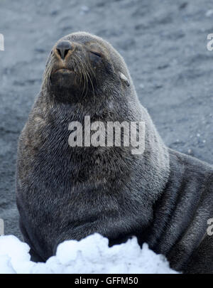 A male  Antarctic fur seal (Arctocephalus gazella) relaxes on the beach. Gourdin Island, Antarctic Peninsula, Antarctica. Stock Photo