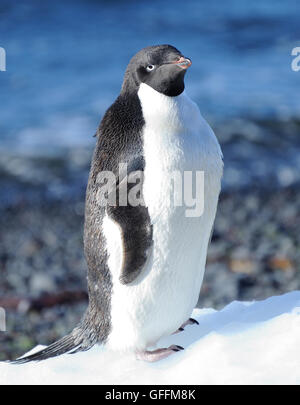 An Adélie penguin (Pygoscelis adeliae) stands on a lump of ice.   Brown Bluff, Antarctic Peninsula. Antarctica. Stock Photo