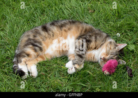 Domestic Cat Single adult sleeping on grass in garden with favourite toy. Worcestershire, UK Stock Photo