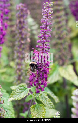 Bumble bee on Teucrium hircanicum Paradise Delight. Iranian wood sage. Stock Photo