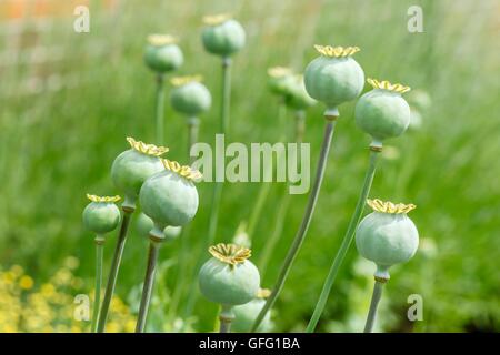 Closeup of green poppy seed pods in a garden Stock Photo