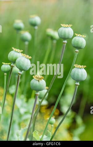 Green poppy (Papaveraceae) seed heads in a garden Stock Photo