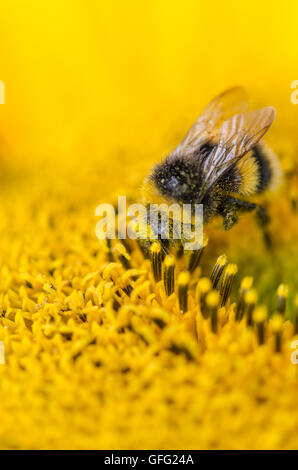 Bees on Sunflower plants Stock Photo