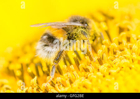 Bees on Sunflower plants Stock Photo