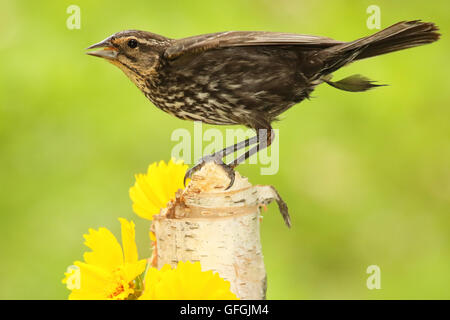 A female Red-winged Blackbird calling from a birch. Stock Photo