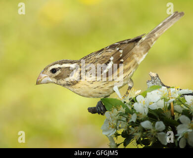 A female Rose-breasted Grosbeak leaning forward from apple blossoms. Stock Photo