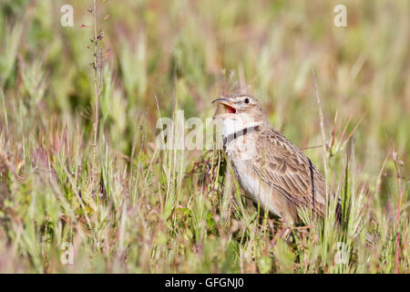 Calandra Lark (Melanocorypha calandra) perched on ground. Lleida province. Catalonia. Spain. Stock Photo