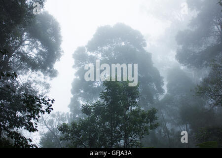 Tall trees on a foggy morning in the Dandenong Ranges Stock Photo