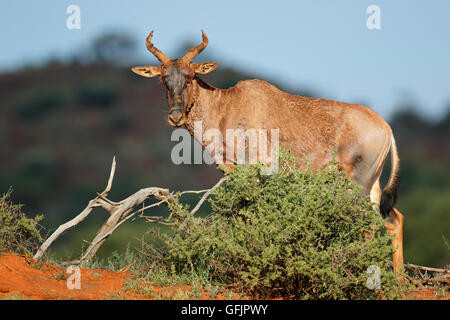 Rare tsessebe antelope (Damaliscus lunatus) in natural habitat, South Africa Stock Photo