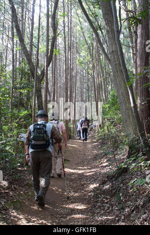 Hikers climbing up through Japanese cedar forest Stock Photo