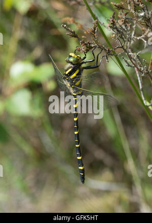 Golden-ringed dragonfly (Cordulegaster boltonii) in Berkshire, England Stock Photo