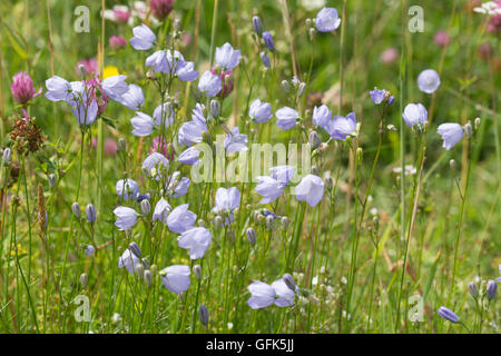 Harebells (Campanula rotundifolia) in wildflower meadow at Noar Hill, Hampshire, UK Stock Photo