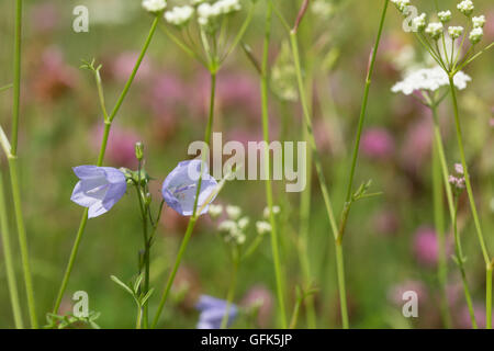Harebells (Campanula rotundifolia) and other wildflowers in meadow habitat, UK Stock Photo