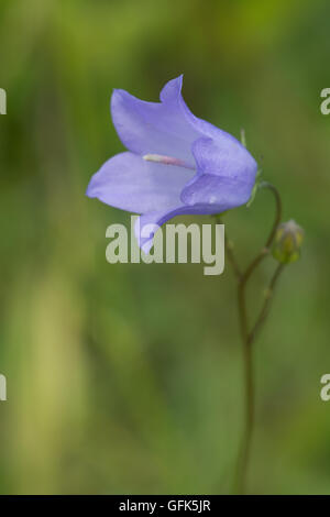 Single harebell flower (Campanula rotundifolia) in wildflower meadow, UK Stock Photo