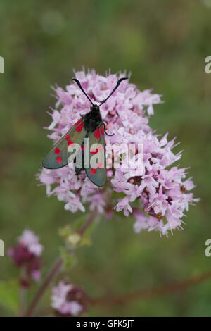 Six-spot burnet moth (Zygaena filipendulae) on pink wildflower, UK Stock Photo