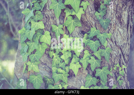 Ivy on Tree - Ivy growing up on a large tree in wood Stock Photo