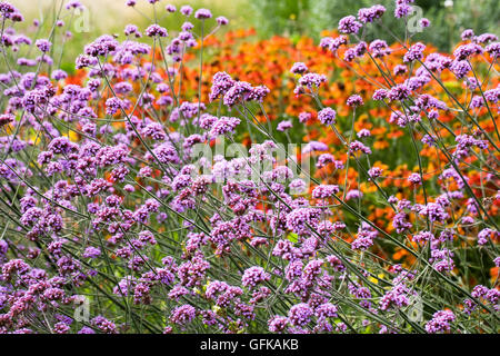 Verbena bonariensis and heleniums. Stock Photo